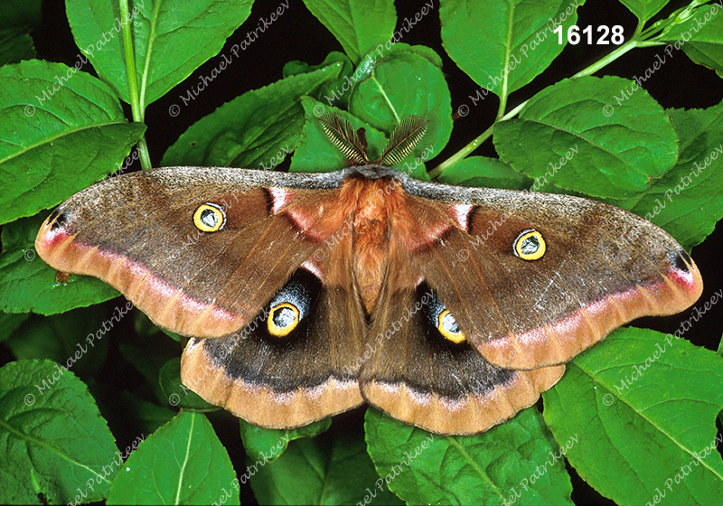 Polyphemus Moth (Antheraea polyphemus)